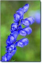 馬爾康烏頭 馬爾康烏頭