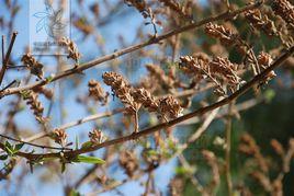 秀麗火把花 秀麗火把花