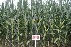 浚單0898 浚單0898