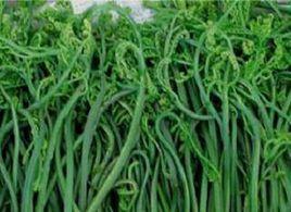 黃山蕨菜 黃山蕨菜