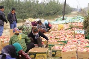 西平寒富蘋果 西平寒富蘋果