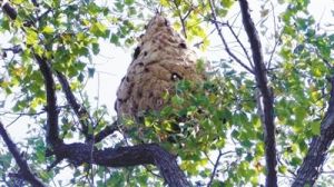 樹長黃胡蜂 樹長黃胡蜂