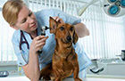 亞洲寵物健康護理研究院員工正在給寵物做護理