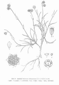 匍枝柴胡 匍枝柴胡