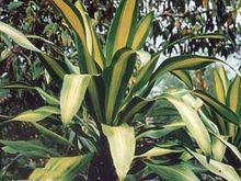 香龍血樹[天門冬科龍血樹屬]