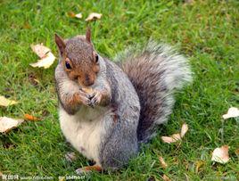 松鼠[布豐（或布封）著文章]