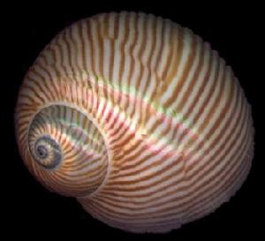 細紋玉螺 細紋玉螺