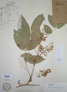 短枝魚藤 短枝魚藤