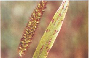 狗尾草旋孢腔菌