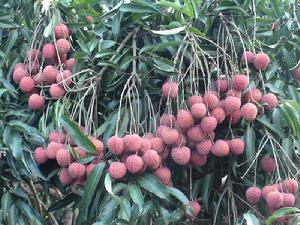 （圖）中坤農場