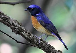 棕腹大仙鶲 棕腹大仙鶲