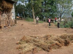 大犁樹村 大犁樹村