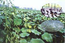 河南省開封市祥符區八里灣鎮(圖3)