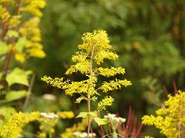 革葉華蟹甲 革葉華蟹甲