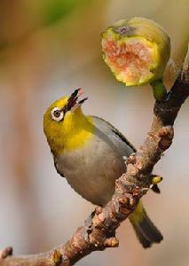 繡眼鳥[繡眼鳥科97種鳥類的統稱]