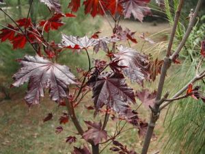 紫葉挪威槭