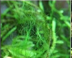 灰黃轉板藻 灰黃轉板藻