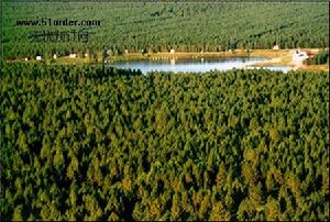 紅花爾基樟子松林自然保護區
