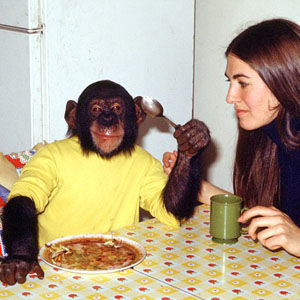 尼姆•猩姆斯基黑猩猩在和一名志願者一起用餐