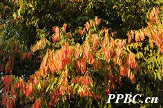 鐵力木[鐵力木]