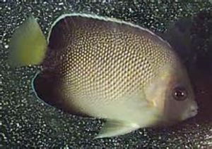 印度藍嘴神仙 印度藍嘴神仙