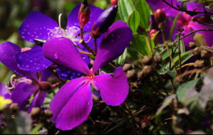 多花野牡丹 多花野牡丹