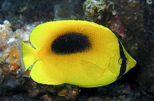 鏡斑蝴蝶魚 鏡斑蝴蝶魚