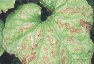 蛇瓜瓜鏈格孢黑斑病 蛇瓜瓜鏈格孢黑斑病