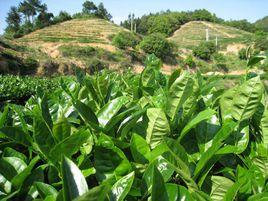 永春佛手 永春佛手