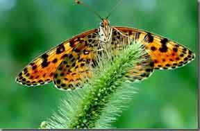 斑網蛺蝶 斑網蛺蝶