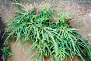 五葉鳳尾蕨 五葉鳳尾蕨