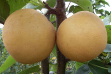 黃金玉[西瓜品種]