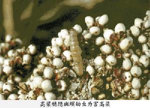 高粱穗隱斑螟 高粱穗隱斑螟