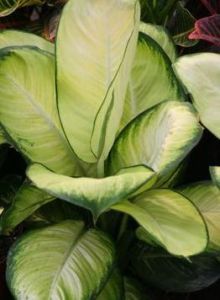 花葉萬年青 花葉萬年青