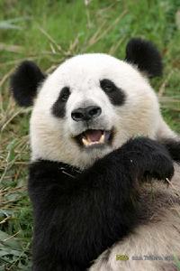 黑水河大熊貓自然保護區