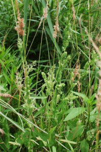 小獐毛(原變種) 小獐毛(原變種)