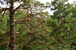 歐洲赤松 歐洲赤松