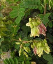 尖齒黃耆 尖齒黃耆