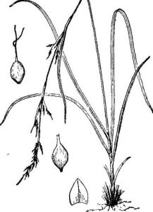 小鱗苔草 小鱗苔草