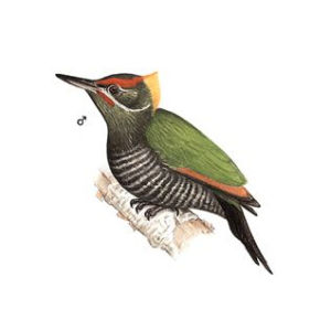 紅點啄木鳥 紅點啄木鳥