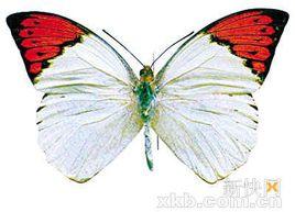 鶴頂粉蝶屬 鶴頂粉蝶屬