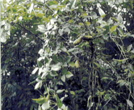 長萼三葉木通 長萼三葉木通