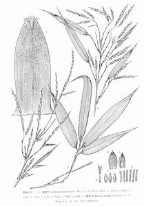 太魯閣當歸 太魯閣當歸