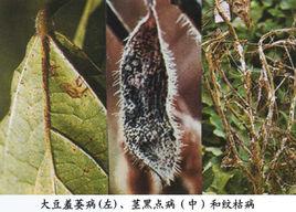 大豆紋枯病 大豆紋枯病