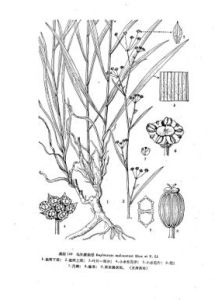 馬爾康柴胡 馬爾康柴胡