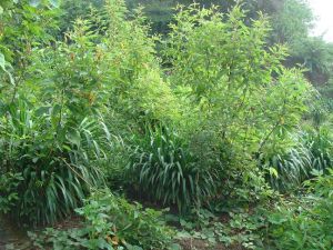 大葉千斤拔與龍血樹套種