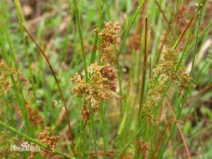 雅燈心草 雅燈心草