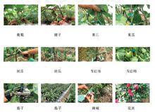 綁枝機用途舉例