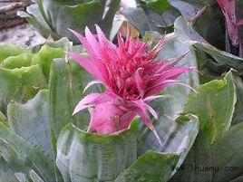 光萼荷屬 光萼荷屬