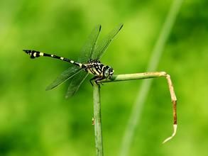 小團扇春蜓 小團扇春蜓